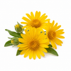 Arnica