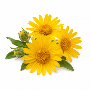 Arnica