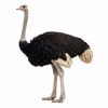 Ostrich Oil
