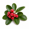 Wintergreen